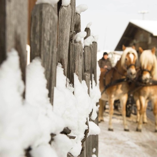 laurin moser mayrhofen